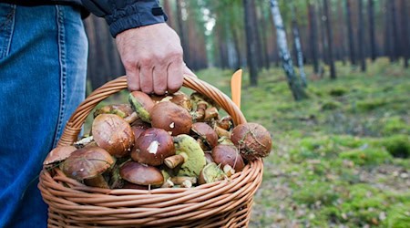 Stomach ache after eating mushrooms you picked yourself? In such cases, the phone sometimes rings at the Joint Poison Information Center in Erfurt. (Archive image) / Photo: picture alliance / dpa