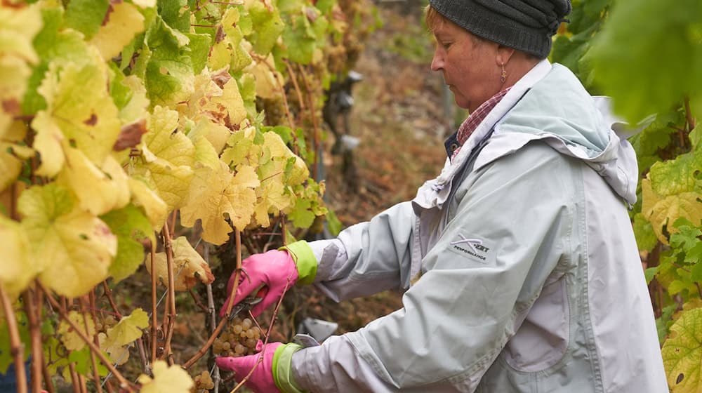 Die Weinlese in Deutschland ist vielerorts noch in vollem Gange. (Archivbild) / Foto: Thomas Frey/dpa