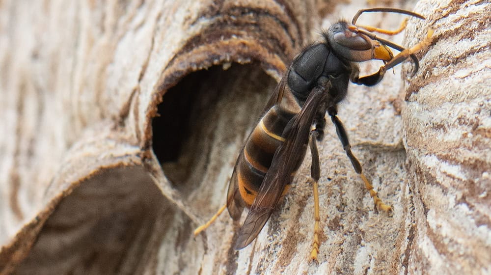 A workshop in Dresden aims to educate beekeepers in particular about the dangers of the Asian hornet. (Archive image) / Photo: Boris Roessler/dpa