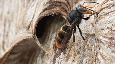 A workshop in Dresden aims to educate beekeepers in particular about the dangers of the Asian hornet. (Archive image) / Photo: Boris Roessler/dpa