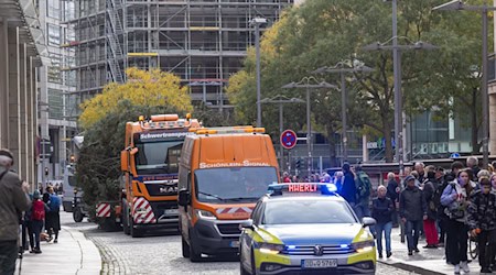 Here it comes on a low-loader: the Christmas tree for this year's Dresden Striezelmarkt was delivered on Saturday. / Photo: Daniel Wagner/dpa