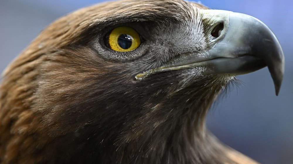 Las águilas reales son majestuosas aves rapaces y tienen una envergadura de hasta 2,30 metros (imagen simbólica). / Foto: Arne Dedert/dpa