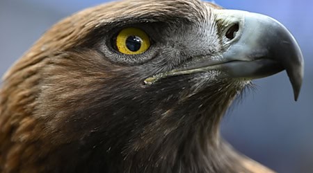 Golden eagles are majestic birds of prey and have a wingspan of up to 2.30 meters (symbolic image). / Photo: Arne Dedert/dpa