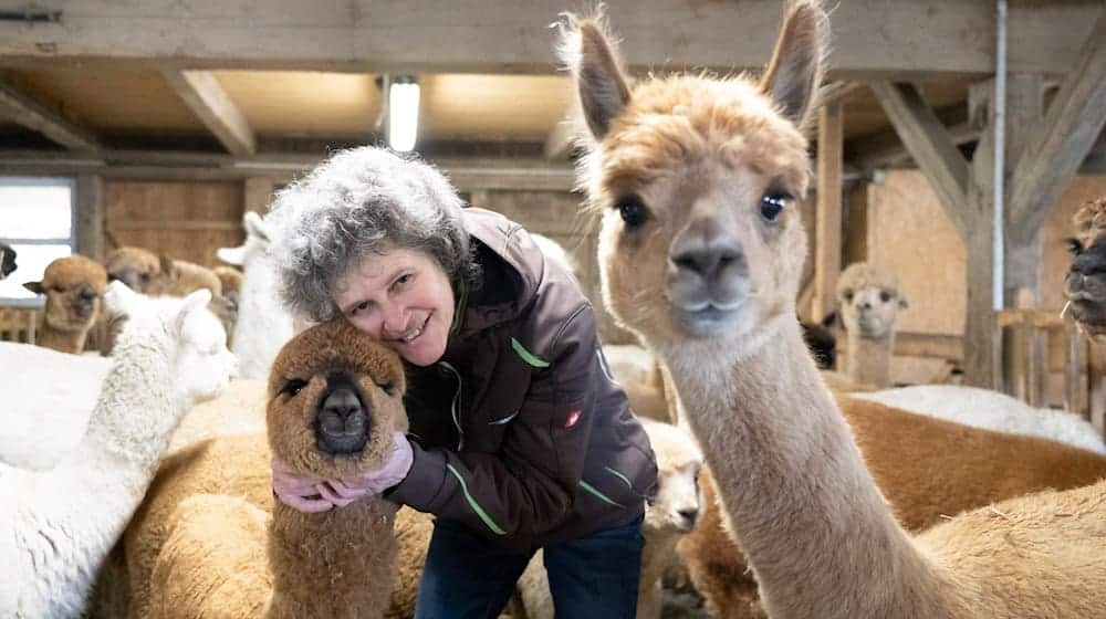 Cuddly companions - alpacas in Saxony / Photo: Sebastian Kahnert/dpa