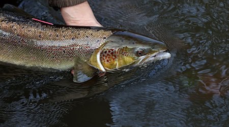 The salmon are returning to Saxony - with a slight delay. (Symbolic image) / Photo: Ronny Hartmann/dpa-Zentralbild/dpa