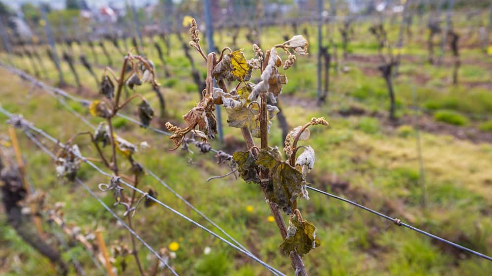 In April, frost caused severe damage to vines and fruit trees (archive photo). / Photo: Daniel Schäfer/dpa