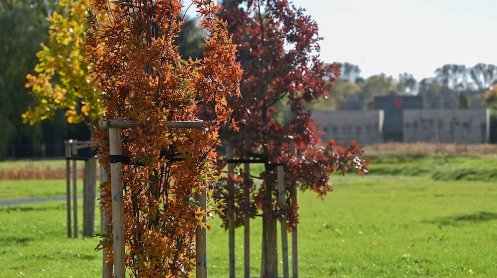 A tree for every murder victim: In Zwickau, the victims of the right-wing extremist terror cell "National Socialist Underground" will be commemorated on Monday (archive photo) / Photo: Hendrik Schmidt/dpa-Zentralbild/dpa