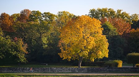 Der diesjährige Herbst in Sachsen fiel kühl aus, lag aber immer noch deutlich über dem langjährigen Mittel. (Archivbild) / Foto: Robert Michael/dpa