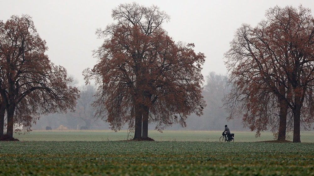 Herbstlich grau startet das Wochenende in Sachsen. Am Sonntag beginnt es zu regnen und im Bergland schneit es. (Symbolbild) / Foto: picture alliance / dpa