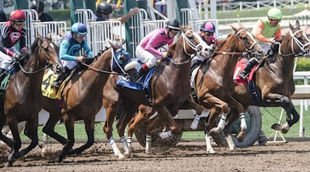 Rennpferde beim Start