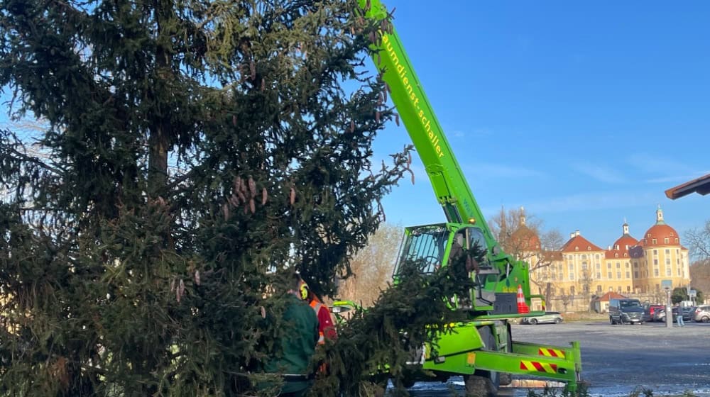 Der Weihnachtsbaum 2024 wird aufgestellt. Foto: Gemeinde Moritzburg