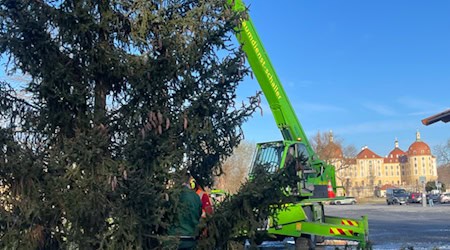 Moritzburg hat jetzt seinen Weihnachtsbaum