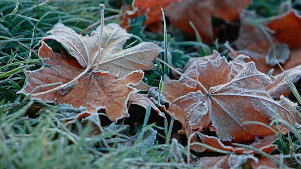 Das Wetter im Freistaat wird herbstlich kühl, nass und trüb. (Archivbild) / Foto: Matthias Bein/dpa