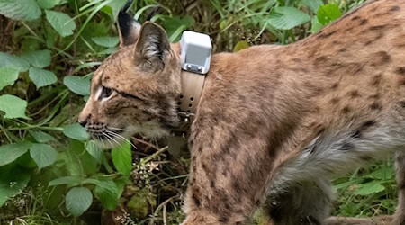 Das Feline Leukämievirus ist vor allem bei Hauskatzen bekannt (Symbolbild). / Foto: Hendrik Schmidt/dpa