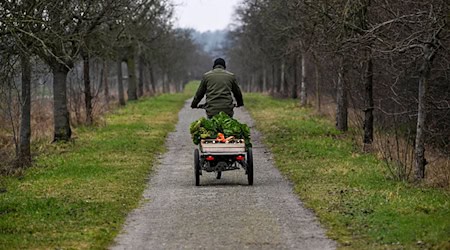 Organic farming is growing in Saxony. (Archive image) / Photo: Jens Kalaene/dpa