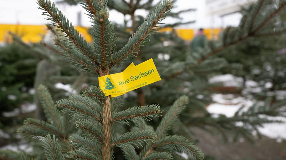 The prices for Christmas trees in Saxony remain largely the same - there are some differences. (Symbolic image) / Photo: Sebastian Kahnert/dpa