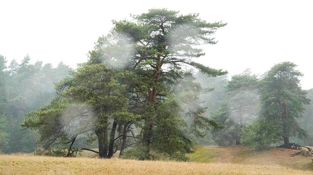 Die nächsten Tage bringen typisches Novemberwetter in den Freistaat: Nebel, Regen und ein wenig Frost. (Symbolbild) / Foto: Sina Schuldt/dpa