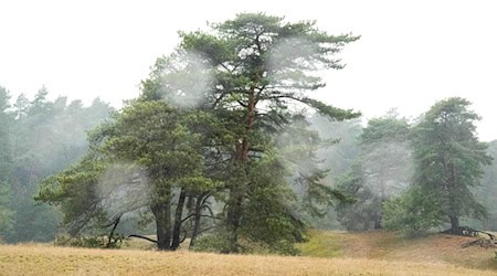 Die nächsten Tage bringen typisches Novemberwetter in den Freistaat: Nebel, Regen und ein wenig Frost. (Symbolbild) / Foto: Sina Schuldt/dpa