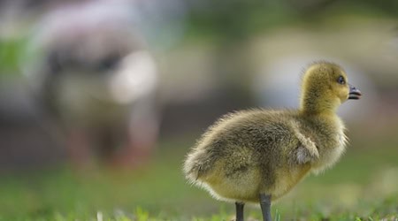 2024: Die meisten Gänseküken gehen aus den Geflügelbrütereien in Sachsen hervor. (Symbolbild) / Foto: Marcus Brandt/dpa