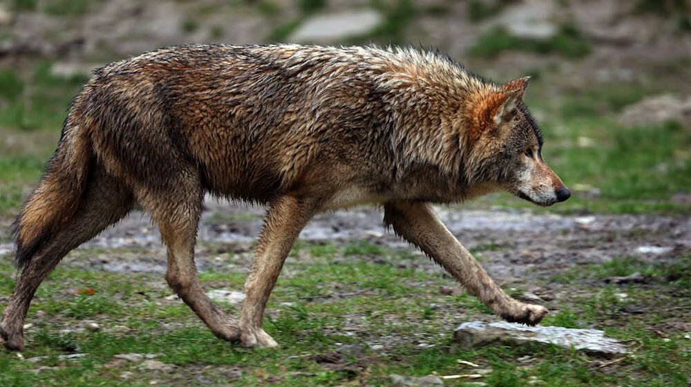 In Sachsen sind bislang 142 Übergriffe auf Nutztiere durch Wölfe gezählt worden. (Archivbild) / Foto: Karl-Josef Hildenbrand/dpa