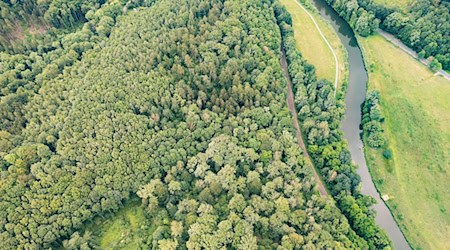 Nach tagelanger Suche wurde in einem Waldstück die Leiche einer Neunjährigen gefunden. (Archivbild) / Foto: Robert Michael/dpa