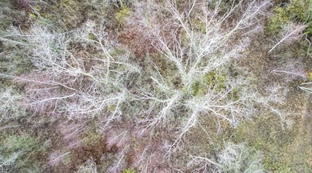 Numerosos árboles de los bosques de Sajonia están dañados. (Imagen de archivo) / Foto: Jan Woitas/dpa