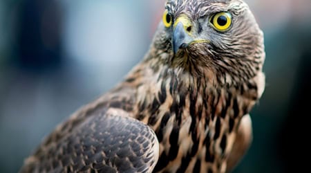 Seltener Wildunfall: Greifvogel endet an Fahrzeug-Außenspiegel (Archiv)  / Foto: Hauke-Christian Dittrich/dpa