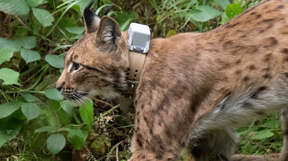 The infected female lynx Alva is not to be captured after all. (Archive image) / Photo: Hendrik Schmidt/dpa