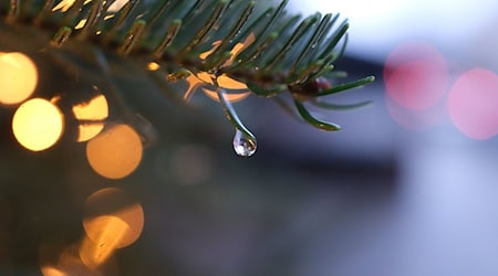 Schnee gibt es beim diesjährigen Weihnachtsfest wohl nur in den höheren Lagen Sachsens. (Symbolbild) / Foto: Sebastian Willnow/dpa