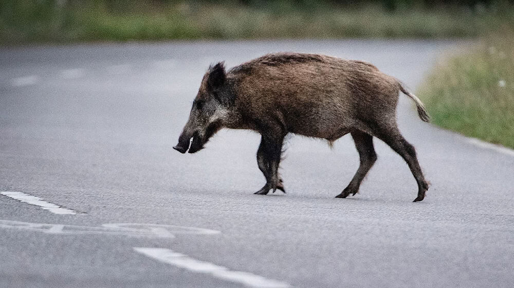 Los accidentes con animales salvajes son más frecuentes en esta época del año (ilustración fotográfica). / Foto: Paul Zinken/dpa