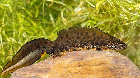 Rare amphibians such as the great crested newt are to be reintroduced to the Kulkwitz ponds. (Archive photo) / Photo: Ralf Donat/Heinz Sielmann Foundation/dpa