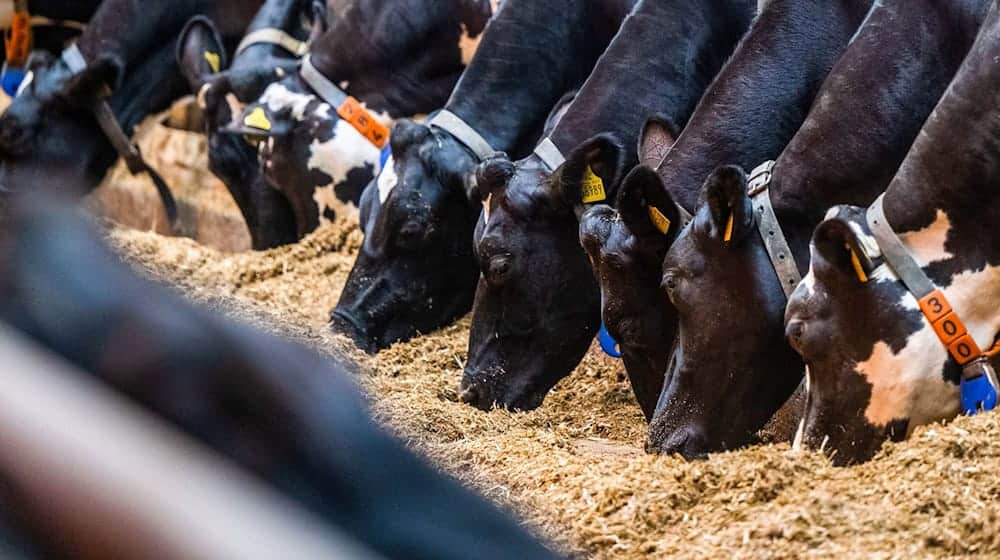 Der gestiegene Milchpreis freut Sachsens Bauern, bringt Verbrauchern aber höhere Preise etwa für Butter (Archivbild).  / Foto: Kristin Schmidt/dpa