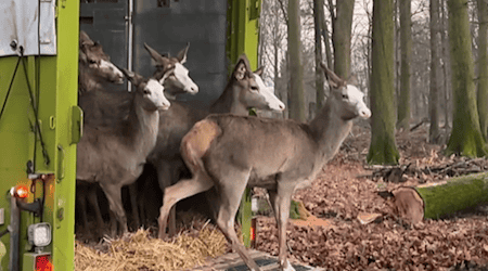 Die Blesshirsche bei ihrer Ankunft im Wildgehege Moritzburg. Foto: Jana Mothes/Sachsenforst