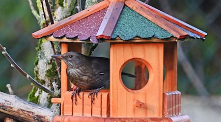 Conservationists call for the counting of winter birds. (Archive image) / Photo: Peter Zschunke/dpa-Zentralbild/dpa