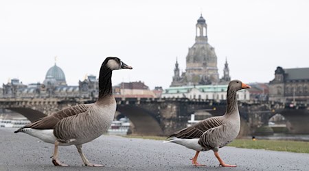 Gebietsweise ist es neblig-trüb in Sachsen. (Symbolbild) / Foto: Sebastian Kahnert/dpa