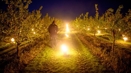 Fruit growers try to protect the trees with frost protection candles. Last year, late frost caused major damage. (Archive image) / Photo: Klaus-Dietmar Gabbert/dpa