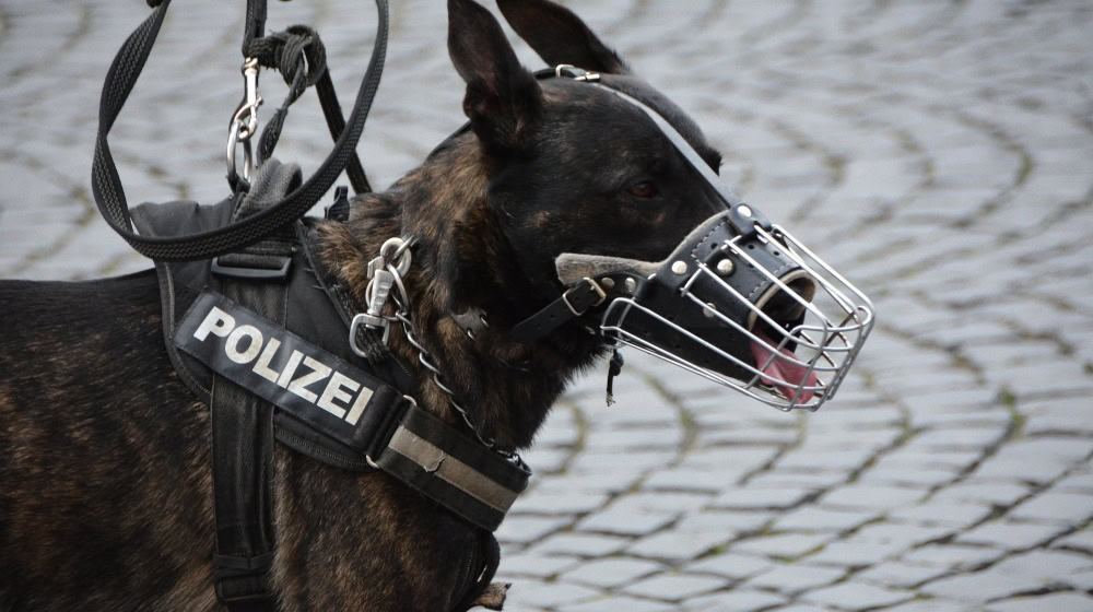 Polizeihund im Einsatz / Bild von Wolfgang von de Rydt auf Pixabay