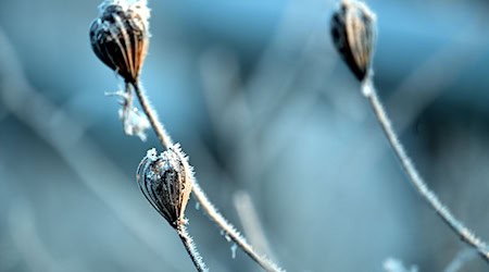 Frost begleitet die Menschen in Sachsen in den kommenden Nächten weiterhin. (Symbolbild) / Foto: Federico Gambarini/dpa