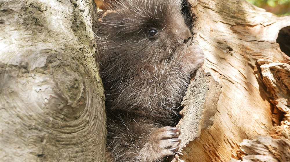 Hoyerswerda Zoo also had offspring in 2024. (Archive image) / Photo: Stefanie Jürß/Zoo, Kultur und Bildung Hoyerswerda gGmbH/dpa