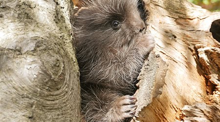 El zoo de Hoyerswerda también tuvo crías en 2024. (Imagen de archivo) / Foto: Stefanie Jürß/Zoo, Kultur und Bildung Hoyerswerda gGmbH/dpa