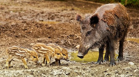 Symbolbild Wildschweine / pixabay iisjah