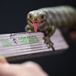 Die Wickelschwanz-Skinks im Zoo Dresden hatten 2024 Nachwuchs.  / Foto: Robert Michael/dpa