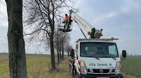 Eine Radeburger Fachfirma beseitigt die Schäden an den Linden in Skassa. Foto: city forest GmbH