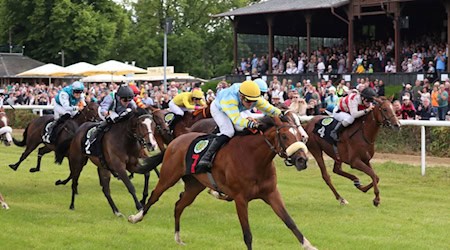 Aufgalopp auf der Galoppennbahn Dresden-Seidnitz