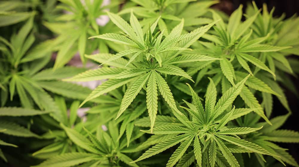 In Saxony, 1,700 penalties have been imposed so far following the partial legalization of cannabis (photo illustration). / Photo: Christian Charisius/dpa