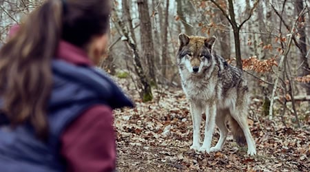 Viola Delbrück (Yvonne Catterfeld) kommt im Krimi «Wolfsland - Schwarzer Spiegel» immer wieder ins Staunen.  / Foto: MDR/Molina Film/AVM/MDR/HA Kommunikation/dpa