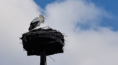 In 2024, there were more breeding pairs of storks in Saxony than ever before. (Archive image) / Photo: Kerstin Pompe/dpa