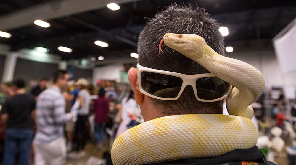 Serpiente estranguladora en el carril bici de Zittau. (Imagen simbólica) / Foto: picture alliance / Jeff Gritchen/Orange County Register via ZUMA/dpa