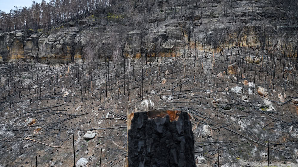 Experten rechnen mit einer höheren Gefahr von Waldbränden in Sachsen als im vergangenen Jahr (Archivbild). / Foto: Robert Michael/dpa