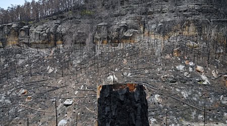 Experten rechnen mit einer höheren Gefahr von Waldbränden in Sachsen als im vergangenen Jahr (Archivbild). / Foto: Robert Michael/dpa